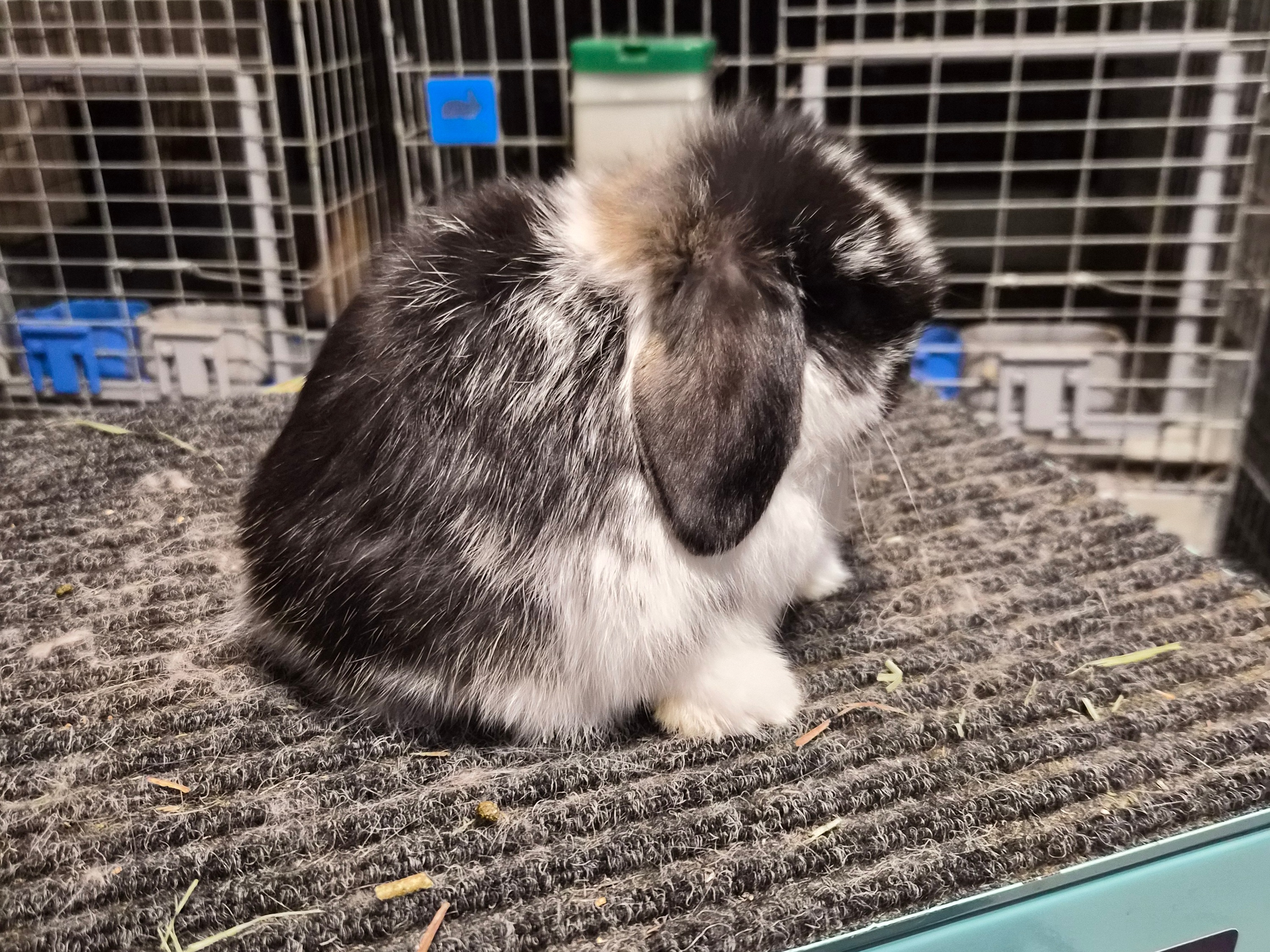 HHH ChedDot Ott