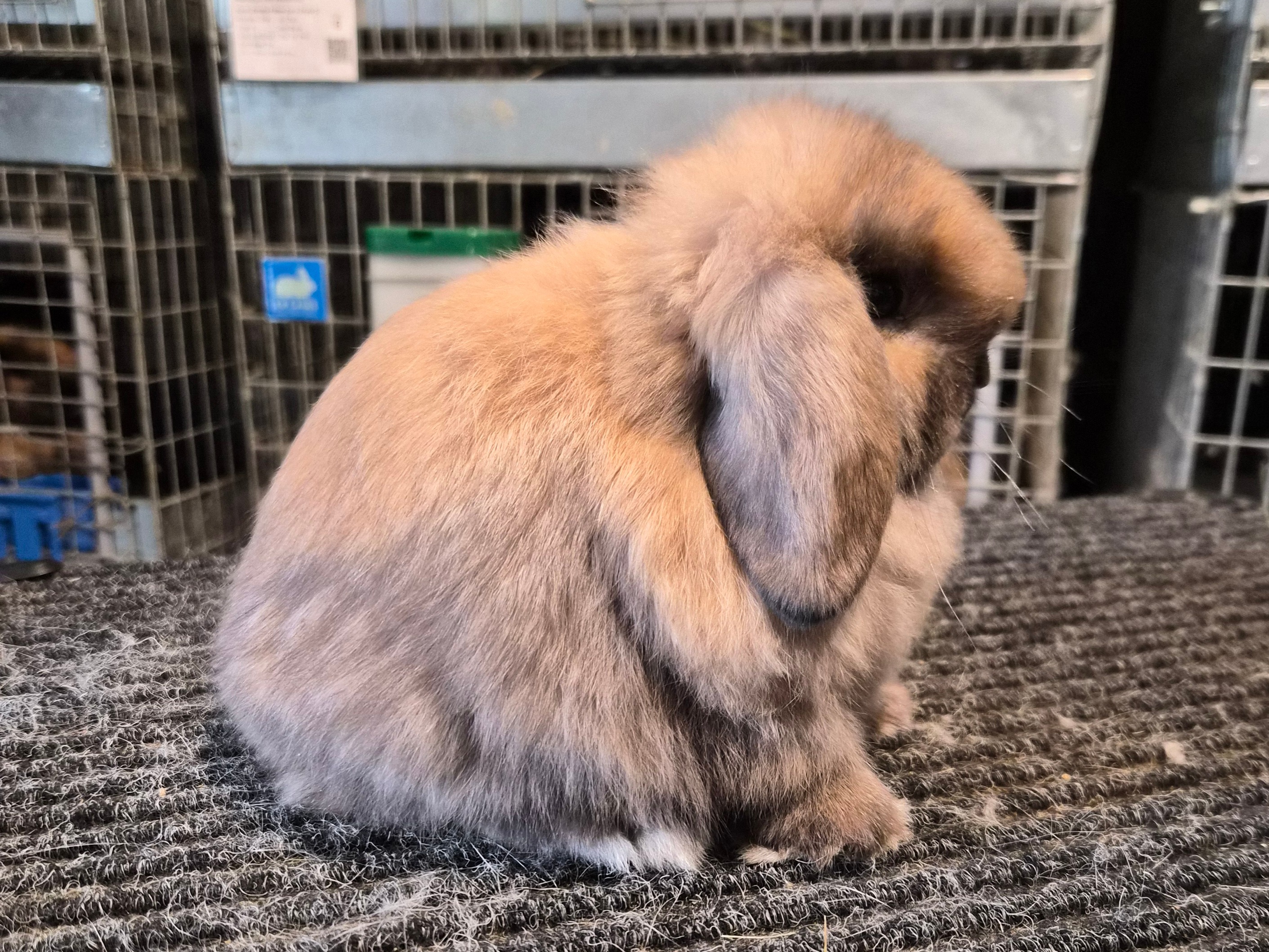 Lu Lu