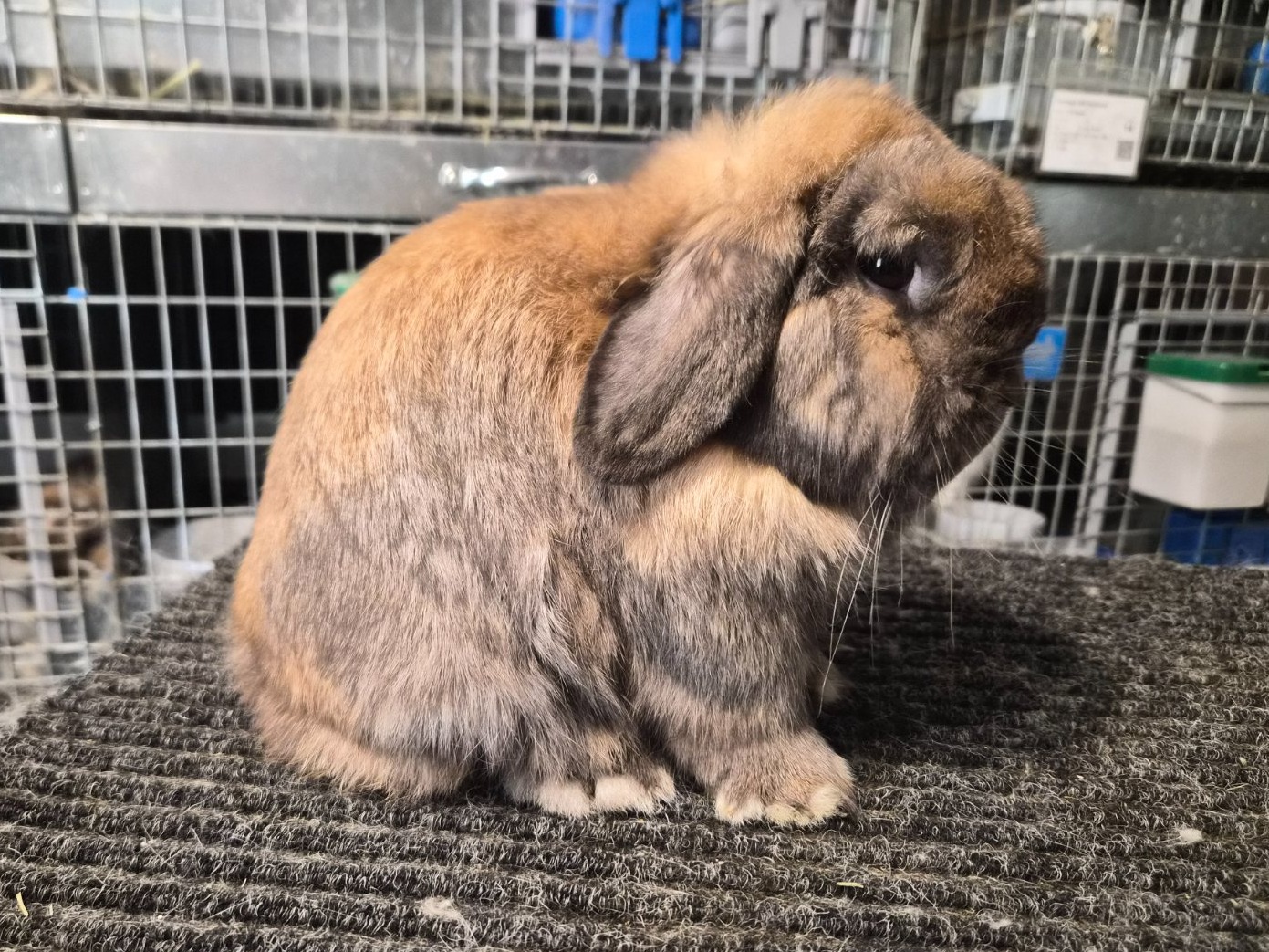 Simon