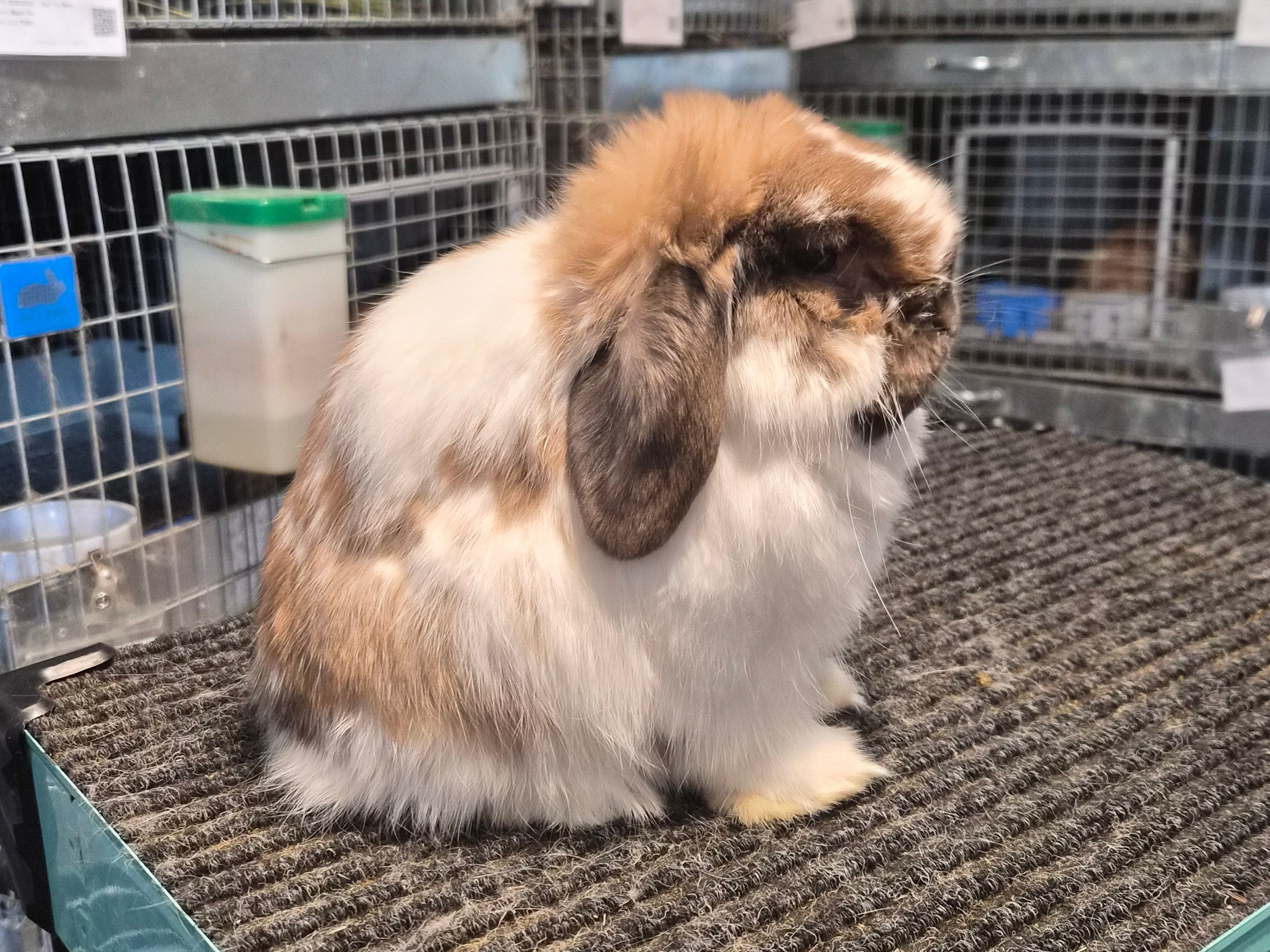 Bucky