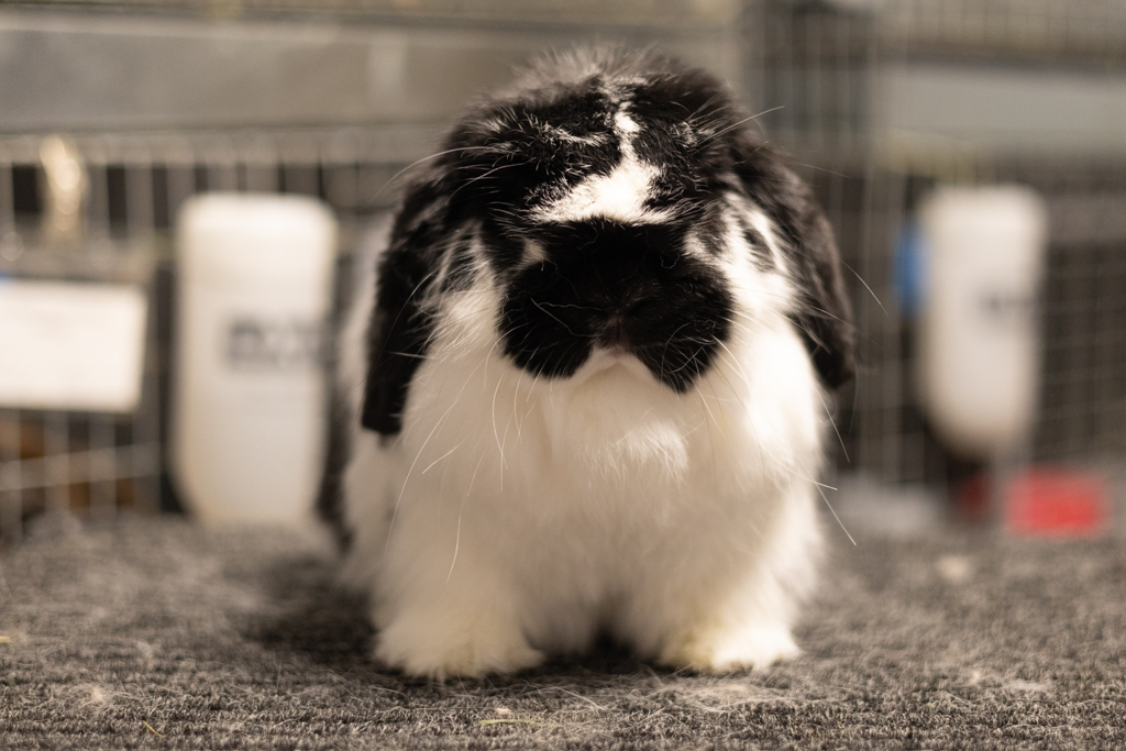 HHH Oreo