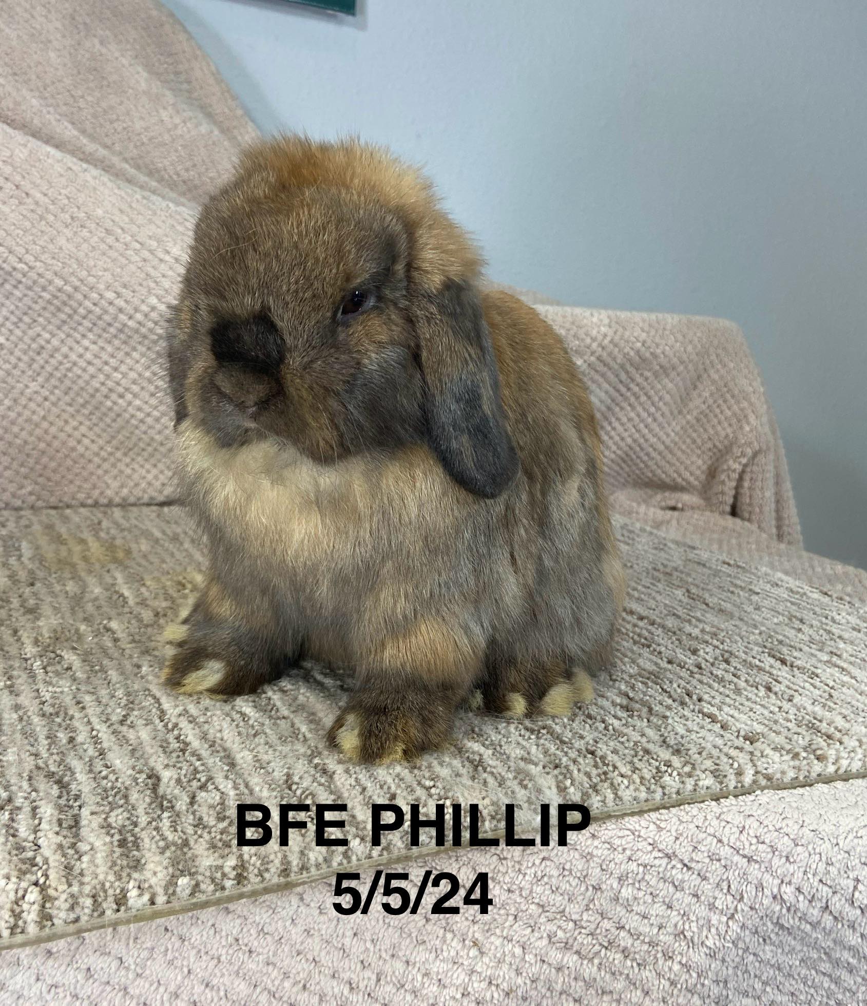 Brocks Fallen Ear's Phillip