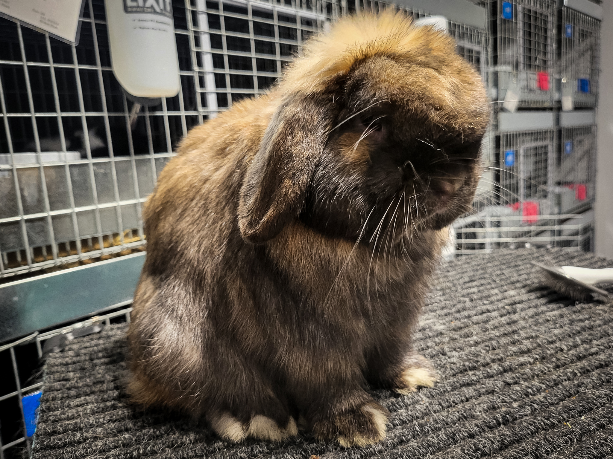 Brocks Fallen Ear's Phillip