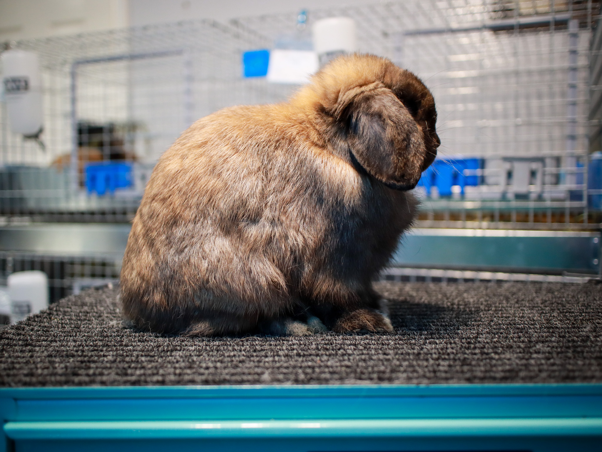 Brocks Fallen Ear's Phillip